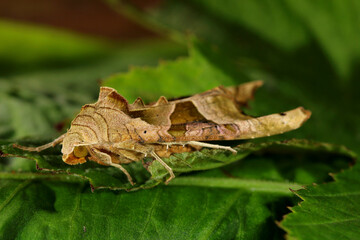 Angle Shades Moth. Scientific name Phlogophora meticulosa. Moth is clinging to the leaves of an alder tree.