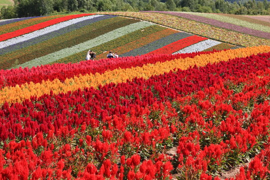 四季彩の丘images Browse 965 Stock Photos Vectors And Video Adobe Stock