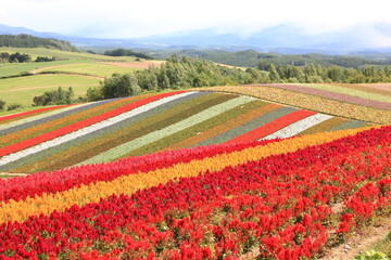北海道の風景。四季彩の丘。花の絨毯。サルビア、ケイトウ等カラフルな花が鮮やかなコントラストを描く。