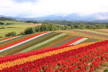 Fototapeta na wymiar 北海道の風景。四季彩の丘。花の絨毯。サルビア、ケイトウ等カラフルな花が鮮やかなコントラストを描く。
