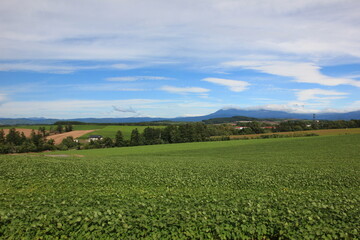 Naklejka premium 北海道の風景。広い草原が広がる北の大地。