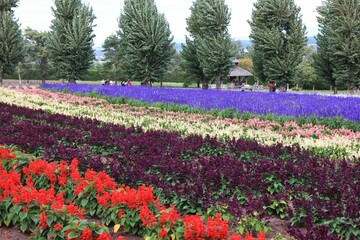 北海道の風景、花の絨毯。９月の花畑