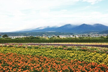 北海道の風景、花の絨毯。９月の花畑