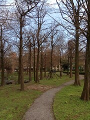 trees in the park