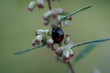 Close up of Kidney-spot Ladybird Chilocorus renipustulatus  on Artemisia branch        
