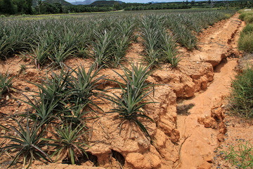 even if the ground is dry But pineapple is still an easy plant to grow.