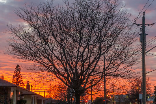 Silhouette Of A Leafless Tree In A Residential Surrounding With Street Lights Against A Colourful Sky At Sunset