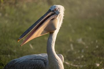 Pelican portrait in a garden