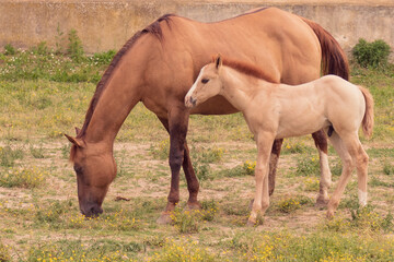 Mare and foal graze in a garden.
