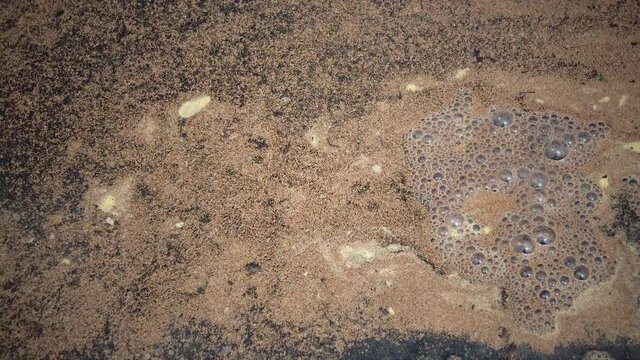 Brine shrimp eggs on the beach (Artemia salina) eggs on the beach