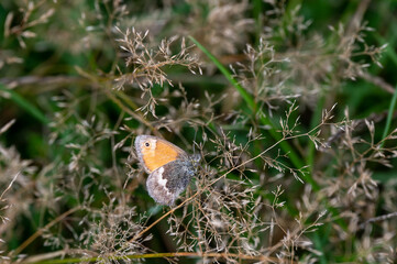 small heath butterfly on dry grass