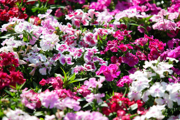 Colorful flower garden.