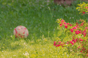 A soccer ball in a garden of the house. On the foreground there pink flowers. Concept of playing sports outdoors.