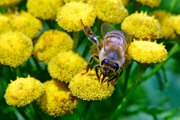 Westliche Honigbiene // Western honey (Apis mellifera)
