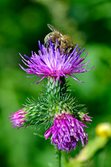 Western honey bee (Apis mellifera) on a flowering field thistle (Cirsium arvense) // Westliche Honigbiene (Apis mellifera) an Acker-Kratzdistel (Cirsium arvense)