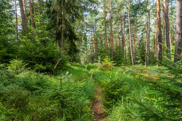 Hiking trail in the Elbe Sandstone Mountains