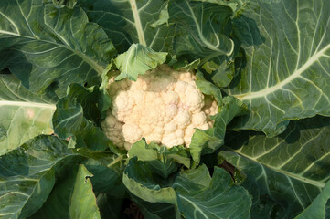 cauliflower with green leaves top view