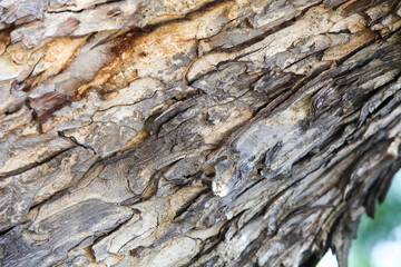 Tree bark texture background