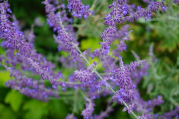 Purple flowers