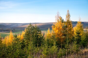 Warm and sunny autumn day. In the coniferous forest grows a Christmas tree, larch and pine. Fashion is bright orange. Golden hour. In the background you can see the hills