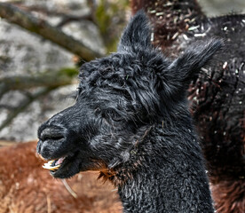 Black alpaca`s head. Latin name - Vicugna pacos