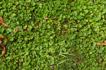 Soil green herbs texture for background or vector use