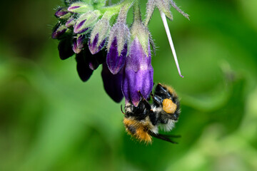 Ackerhummel // Common carder bee (Bombus pascuorum)