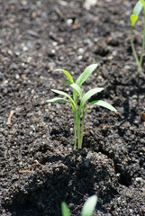 Coriander (Coriandrum sativum) organically grown in the city of Rio de Janeiro, Brazil.