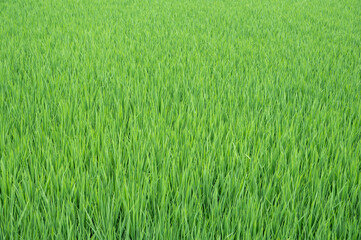 The green rice in the paddy field began to bear rice