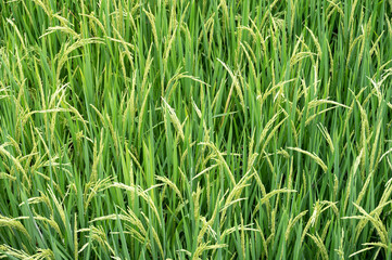 The green rice in the paddy field began to bear rice