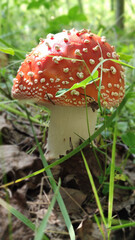 red fly agaric in the wood