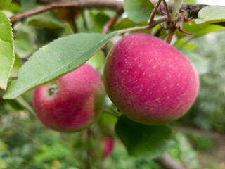 closeup red apples on tree