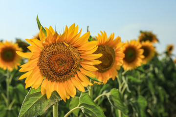 Fototapeta premium Sunflowers growing in field outdoors on sunny day