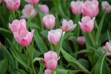 Close up flowers background. Amazing view of colorful pink tulip flowering in the garden and green grass landscape at sunny summer or spring day.