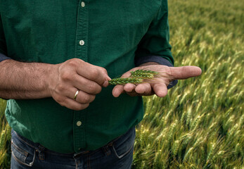 Close up of farmers hands examining wheat crop.	 - obrazy, fototapety, plakaty