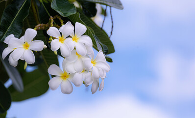 frangipani flowers with green leaves on bluesky background.
