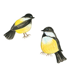 Naklejka premium Watercolor birds,vintage a collection of birds. watercolor painting,Watercolor tropical birds set.Watercolor concept on an isolated background, for children's parties.Perfect for fabric design .