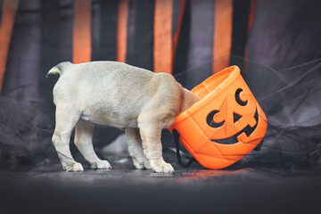 Funny French Bulldog dog puppy with head in spooky Halloween trick or treat basket in front of...