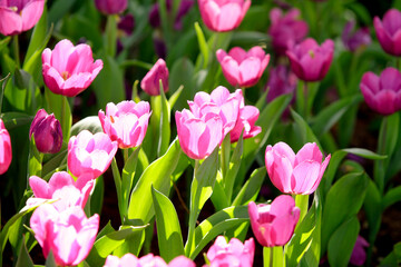 Purple tulips in the garden.