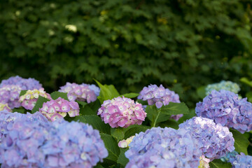 晴れた日の下町の紫陽花　東京都文京区　日本
