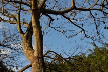 tree and sky