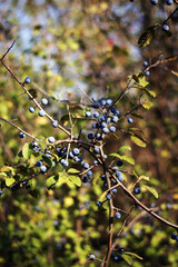 Blue berries slept on a prickly thorn bush in the forest