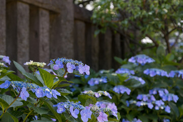 晴れた日の下町の紫陽花　東京都文京区　日本