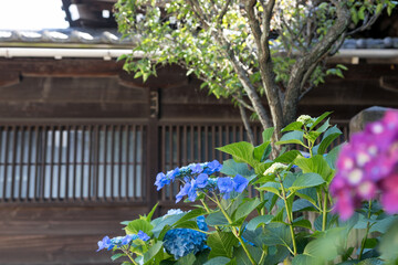 晴れた日の下町の紫陽花　東京都文京区　日本