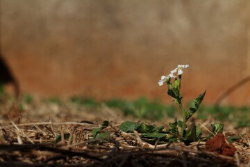 flowers on the ground