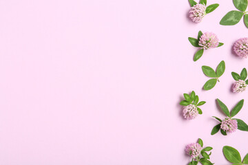 Fototapeta na wymiar Beautiful clover flowers on pink background, flat lay. Space for text