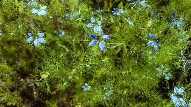 Blue blossoms of the black cumin, Nigella sativa or Schwarzk&uuml;mmel