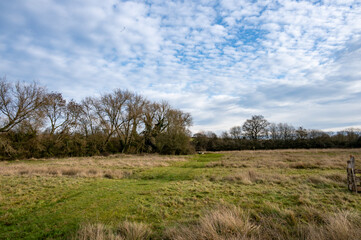 black poplar trees on farmland