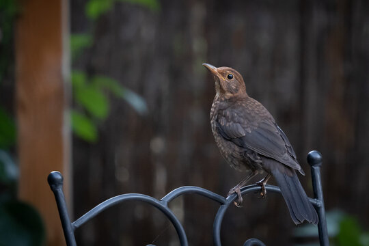 Young Common Black Bird (Turdus Merula)