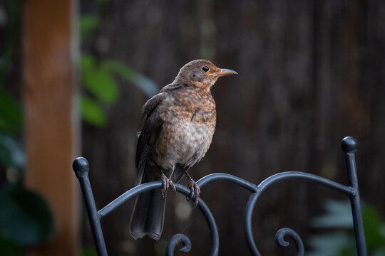 Young Common Black Bird (Turdus Merula)